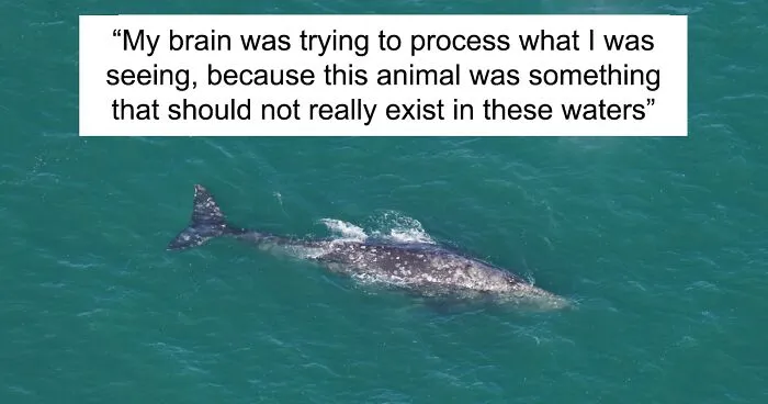 Whale Thought To Have Gone Extinct In The Atlantic Spotted Again After 200 Years Of Absence