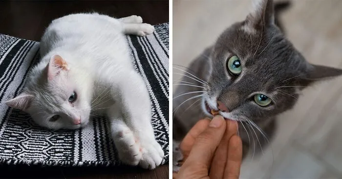 Heartworm Disease in Cats: Symptoms and Treatment Options
