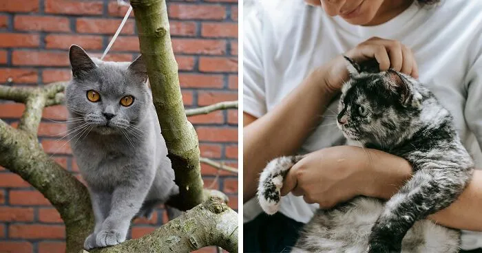 How Do Indoor Cats Get Fleas? Explained By An Expert Vet