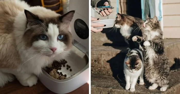 How Often Should I Feed My Cat? Vet's Guide to Feed a Cat