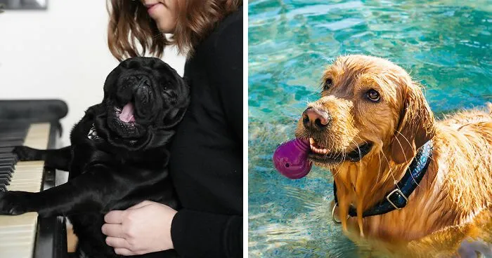 How to Calm a Dog, Expert Tips From A Vet