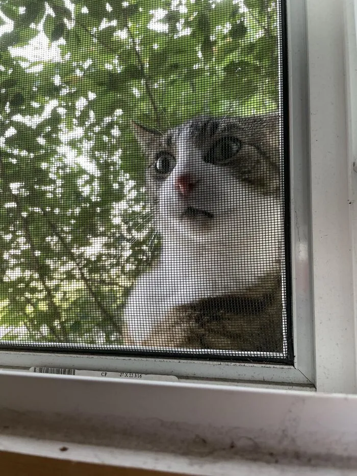 Feral Cat Comes To My Window Daily Because I Give Him Food