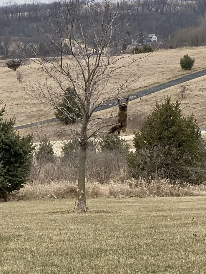Today We Couldn’t Find Our Cat So We Looked Out The Window And