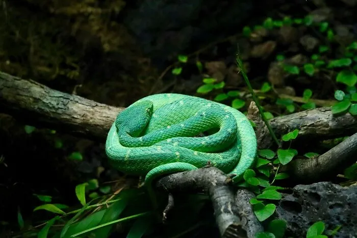 Someone Asks Zookeepers "What Are Zoo Secrets That People Wouldn’t Believe?", Gets 21 Replies