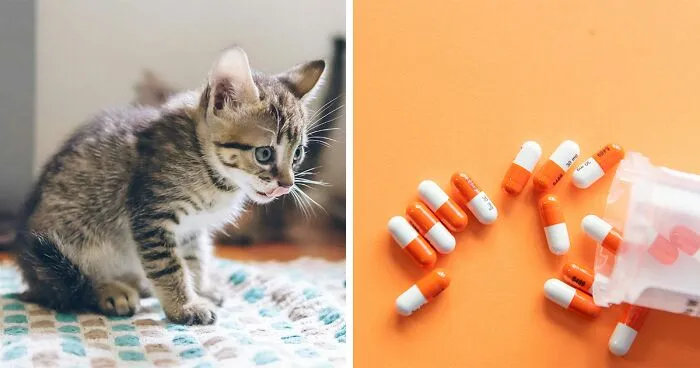 Kitten Has Diarrhea But Acts Normal: Causes, Symptoms, & When to Seek a Vet