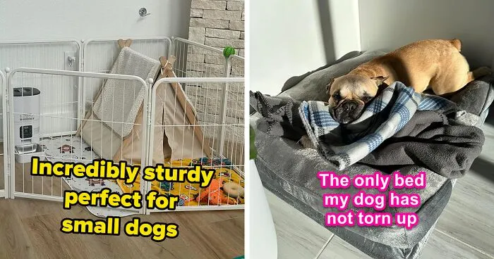 Amazon's Having A Big Spring Sale: Here's What Pet Owners Should Actually Buy