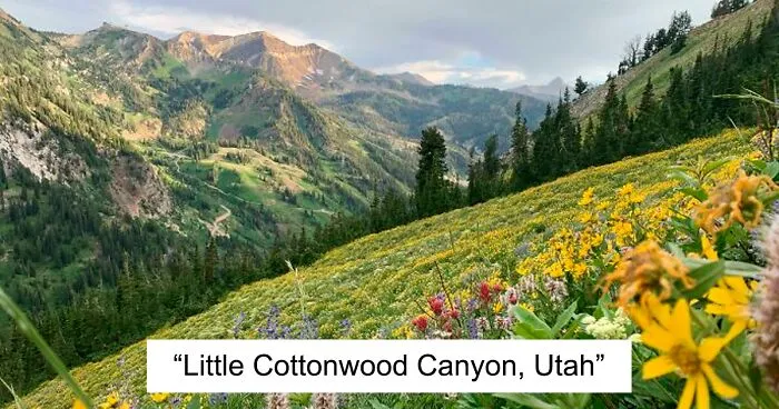 ‘Rate This Meadow’: 30 Beautiful Images To Transport You To A Tranquil Haven