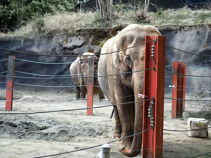 Someone Asks Zookeepers "What Are Zoo Secrets That People Wouldn’t Believe?", Gets 21 Replies