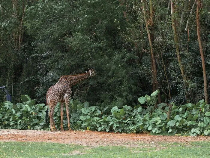 Someone Asks Zookeepers "What Are Zoo Secrets That People Wouldn’t Believe?", Gets 21 Replies