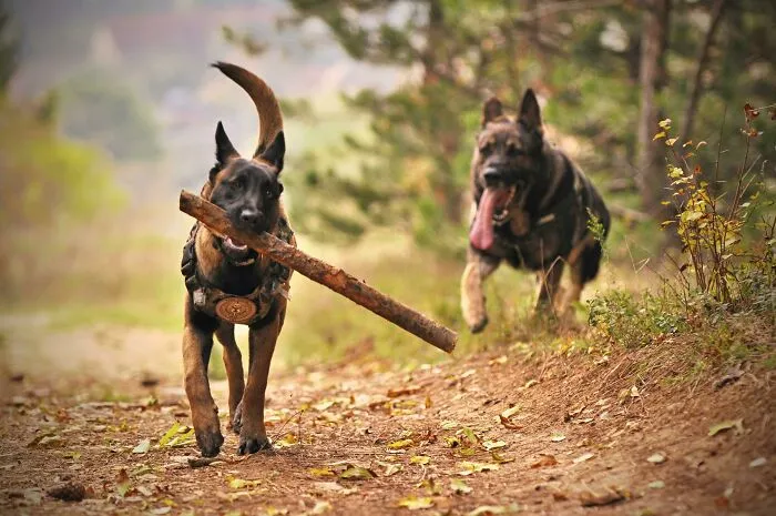 23 Examples Of Dangerous But Perfectly Legal Things That People Own