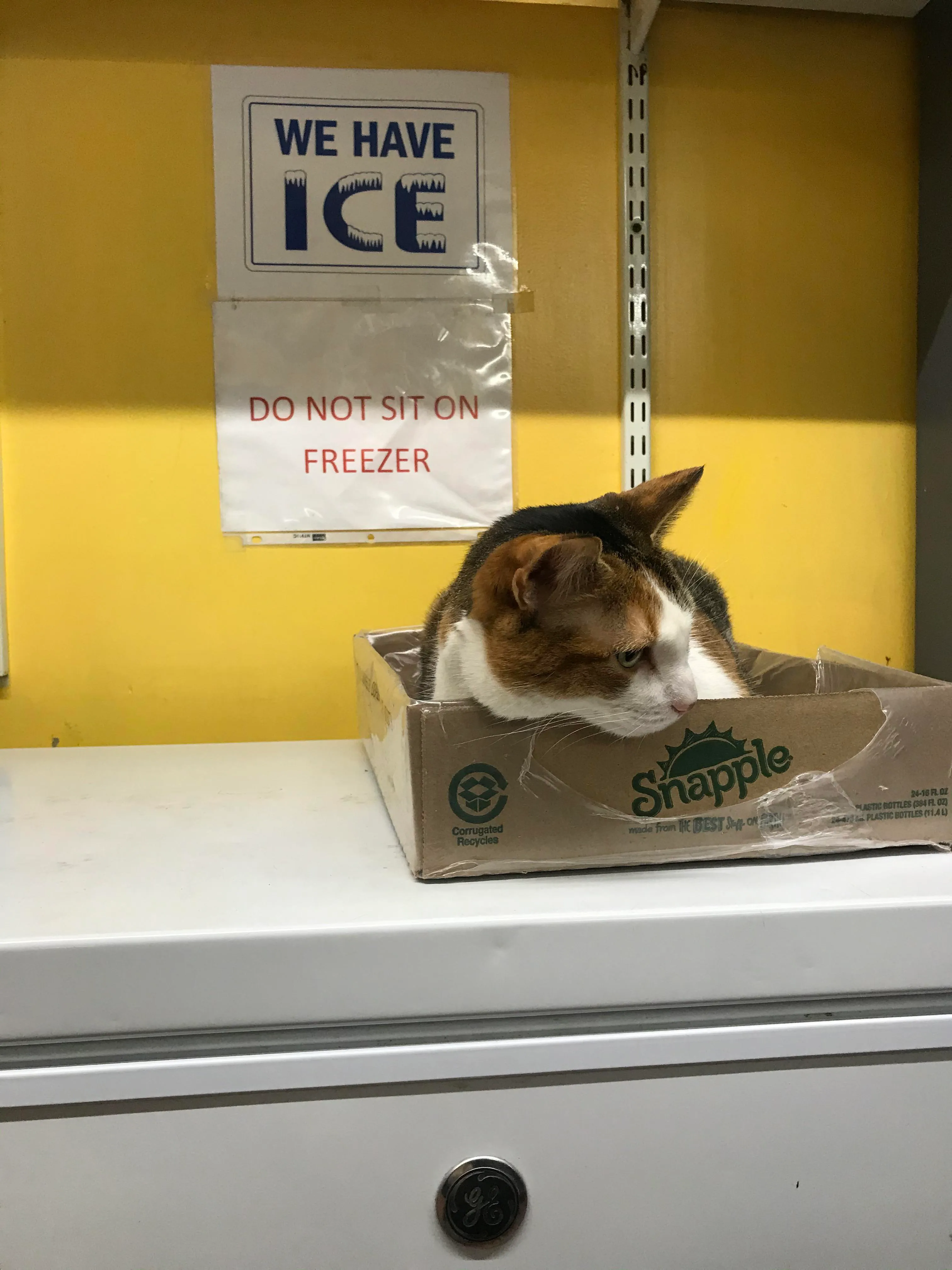 Abolishing Fines For Bodega Cats: Recognizing Their Important Role In New York City