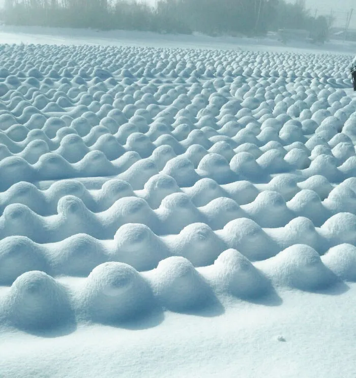 So It Snowed On The Cabbage Field