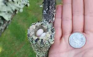 50 Curious Pictures Of Things People Don’t Get To See Often (New Pics)