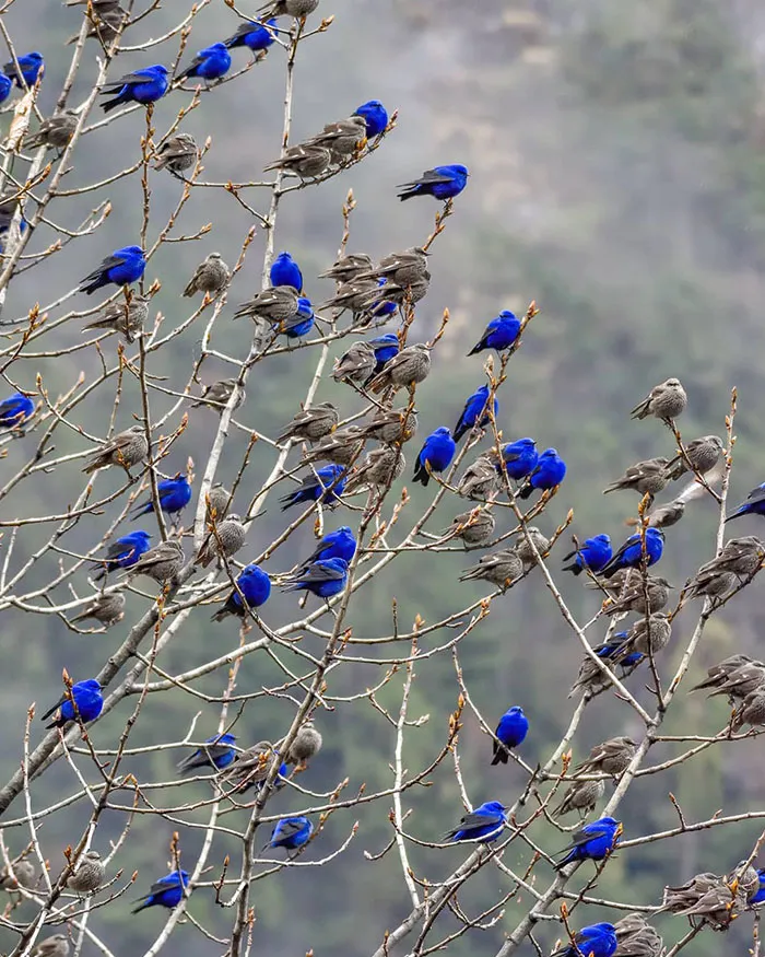 Aves Grandala. Las hembras son marrones con detalles blancos, los machos son tan azules que hacen daño a la vista