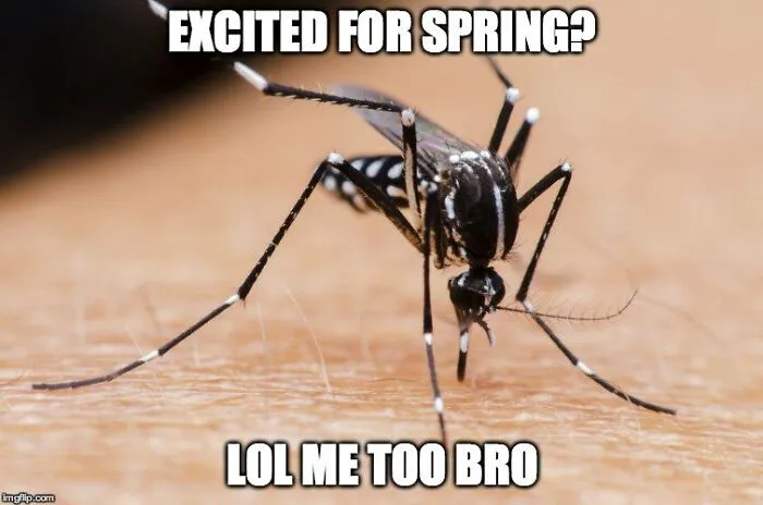 Close-up of a mosquito with text: "Excited for Spring? Lol me too bro." Funny spring meme.