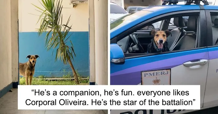Hired With No Experience: Street Dog Persistently Visited Police Station Until He Got Adopted