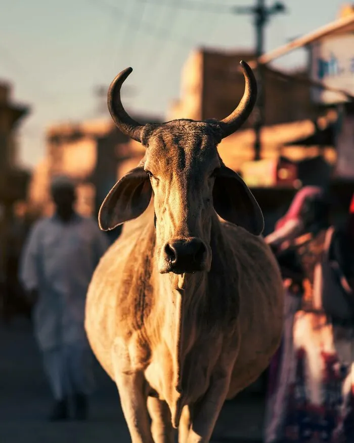 I Photograph Animals That Adapted To Living In Cities, Here Are 24 Photos From My Travels