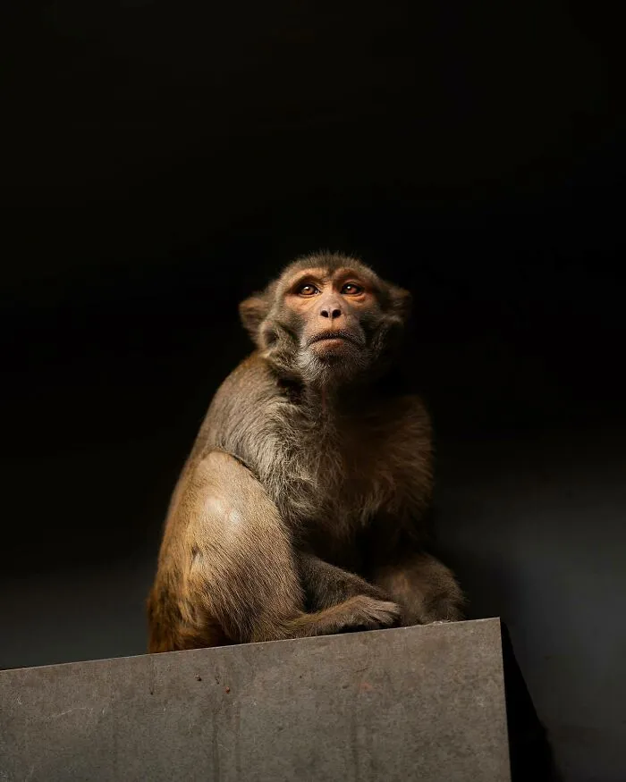 I Photograph Animals That Adapted To Living In Cities, Here Are 24 Photos From My Travels
