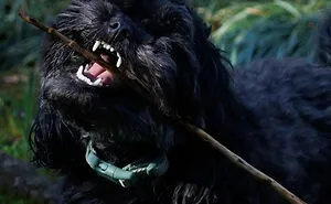 Why I Love Dogs: Humans vs. Canines (20 Pics)