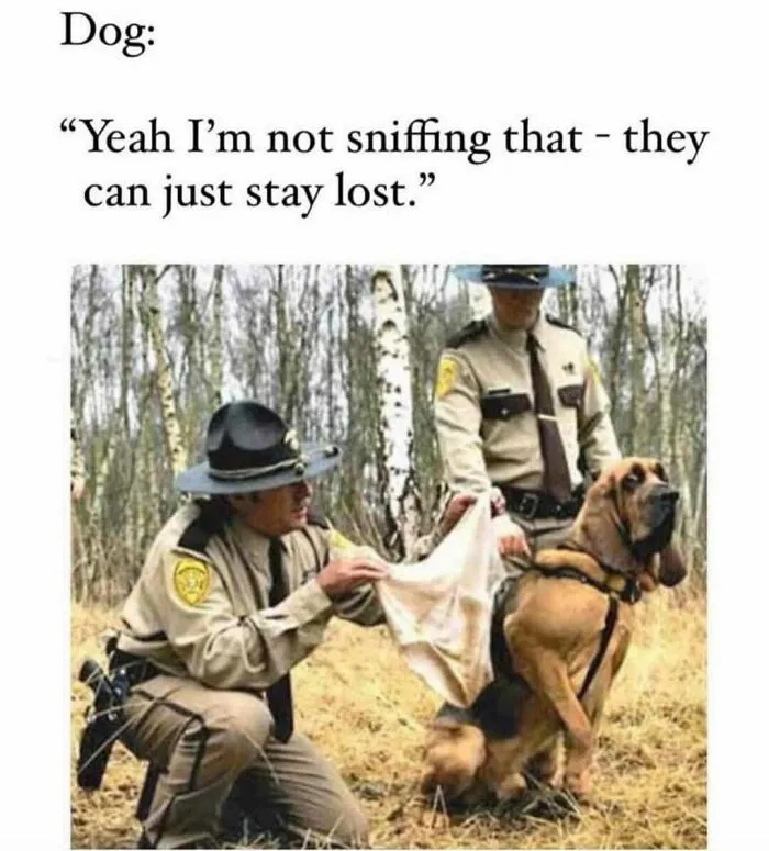 50 Hilariously Wholesome Dog Memes To Brighten Up Your Day