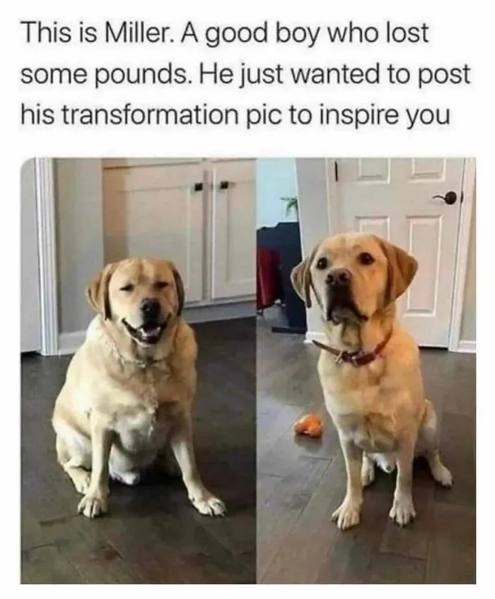 50 Hilariously Wholesome Dog Memes To Brighten Up Your Day