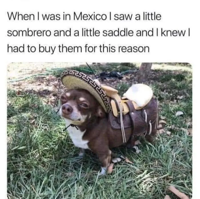 50 Hilariously Wholesome Dog Memes To Brighten Up Your Day