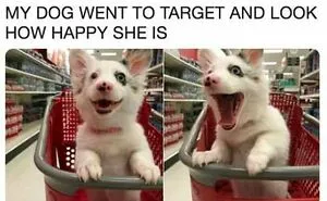 50 Hilariously Wholesome Dog Memes To Brighten Up Your Day