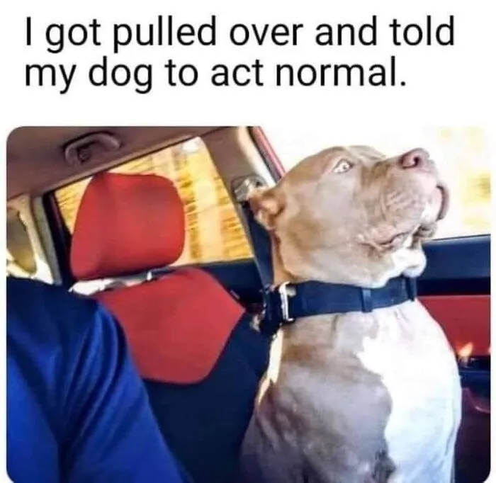 50 Hilariously Wholesome Dog Memes To Brighten Up Your Day