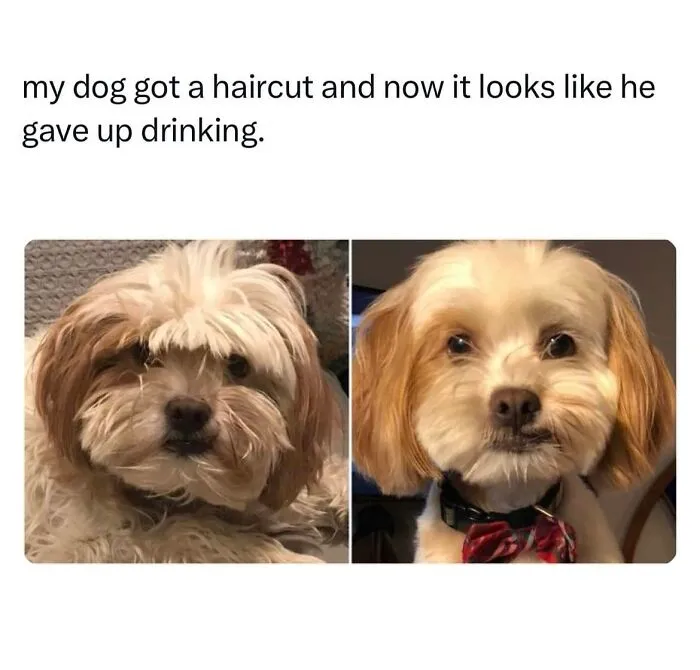 50 Hilariously Wholesome Dog Memes To Brighten Up Your Day