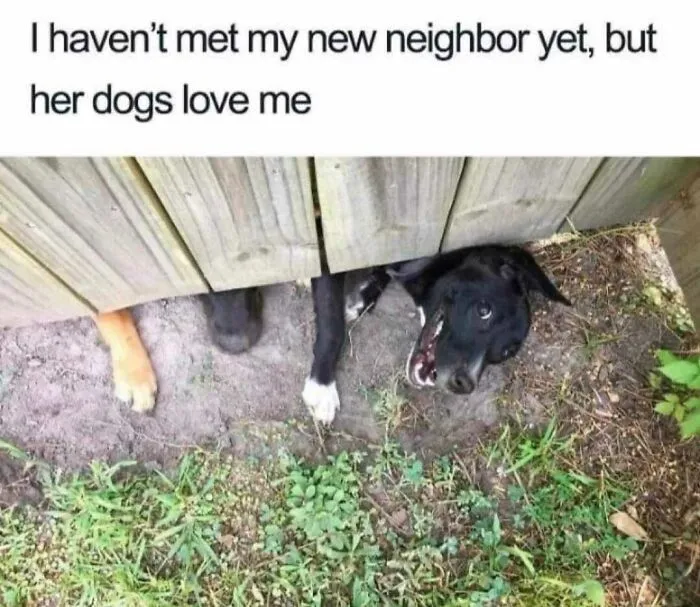 50 Hilariously Wholesome Dog Memes To Brighten Up Your Day