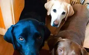 50 Hilariously Wholesome Dog Memes To Brighten Up Your Day