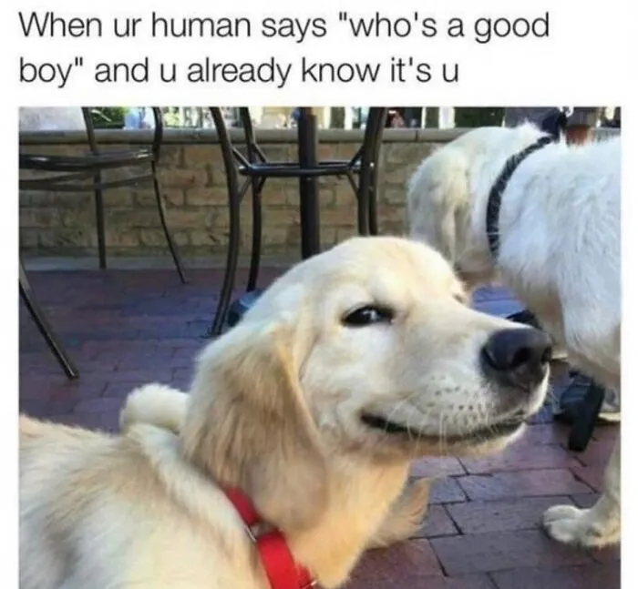 50 Hilariously Wholesome Dog Memes To Brighten Up Your Day