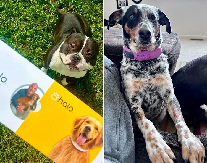 Boundless Joy, No Bounds! Keeping Furry Friends Close, No Matter Where They Roam With Halo <span Style="Font:inherit;color:#d74b1f;"> Wireless Tracker & Training Collar 3 </Span>