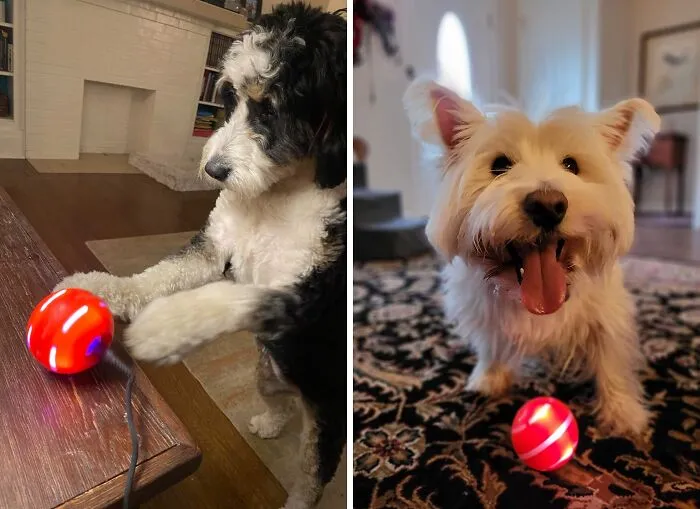 Playtime Revolution: <span Style="Font:inherit;color:#d74b1f;"> Petdroid's Upgraded Ball</Span> Keeps Dogs Entertained For Hours!