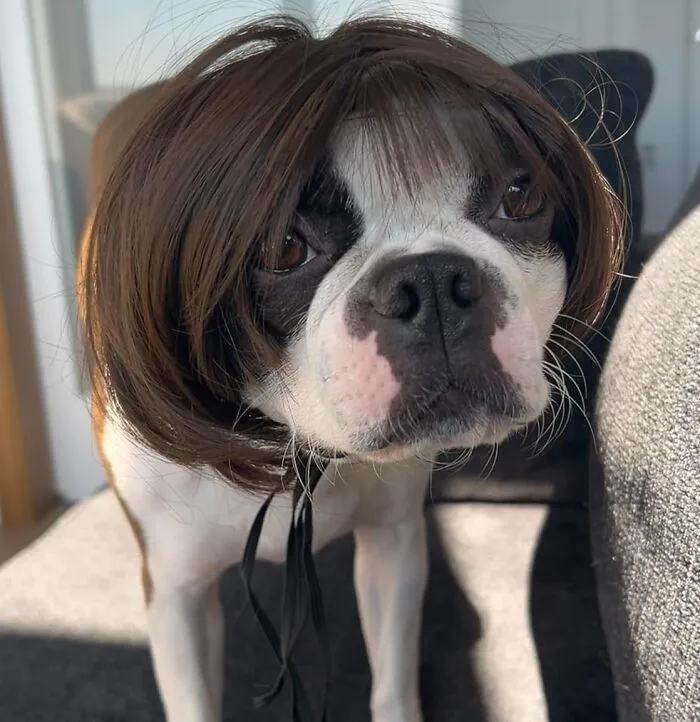 In Case Fido Wants To Play Dress-Up, Too: <span Style="Font:inherit;color:#d74b1f;"> Dog Wig</Span>. Because Doesn't Every Dog Dream Of Different Hair?