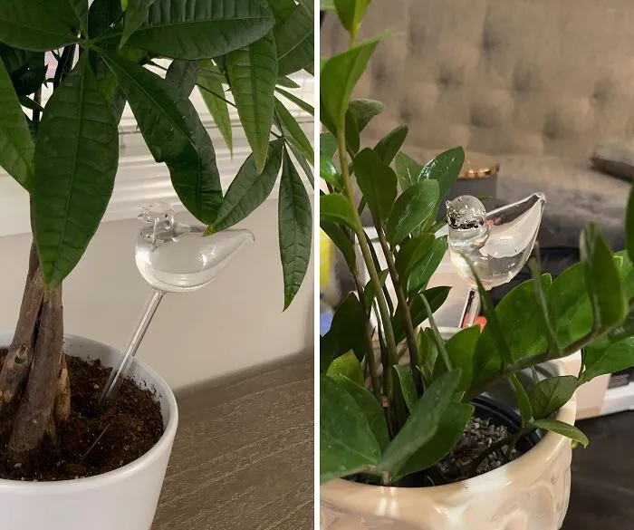 Feathered Friends For Plants: <a Style="Display:inline;" Href="Https://Www.amazon.com/Dp/B011arwn7o?ascsubtag=7474178%2c6%2c40%2cd%2c0%2c0%2cbf-Ssrch%2c900%3a2%3b974%3a2%3b1125%3a1%3b1242%3a1%2c31575848%2c0%2c0&th=1%252cbf%2cbf&linkcode=ll1&tag=bpmoose-20&linkid=ca9fe61a576eea92863ecffb53572938&language=en_us&ref_=as_li_ss_tl" Target="_blank"><span Style="Font:inherit;color:#d74b1f;"> Mkono’s Auto Waterer</Span> For Happy, Hydrated Greens!