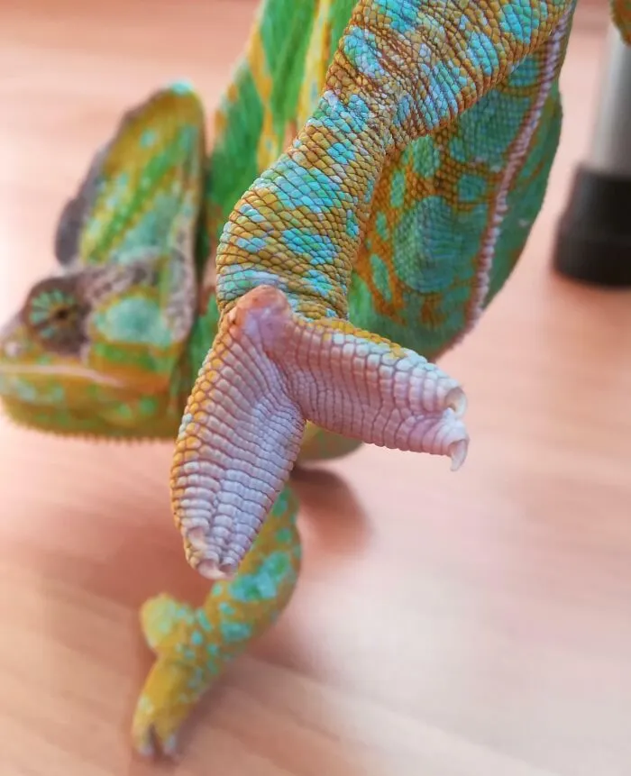 This Is How A Chameleon's Feet Look Like