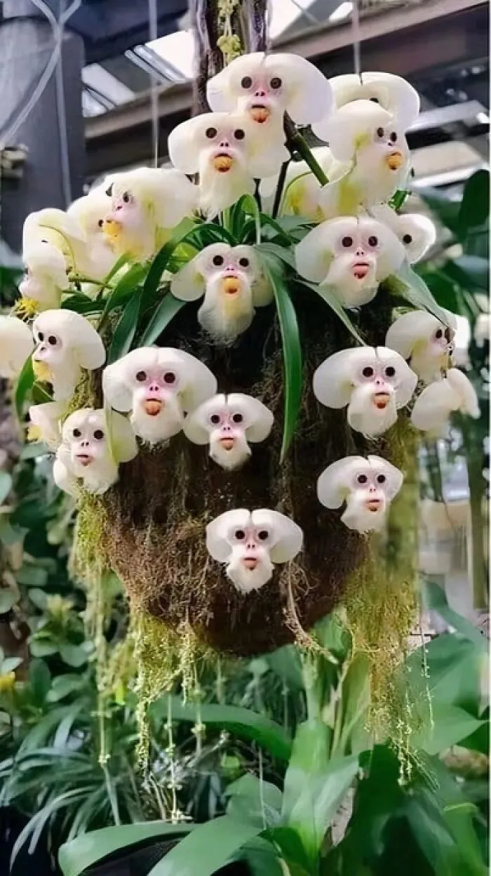 Dracula Simia, Called Also Monkey Orchid Or The Monkey-Like Dracula