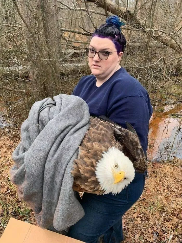 I’m A Rescuer For A Raptor Rehab, And I Got The Call For This Guy In The Middle Of Me Dying My Hair