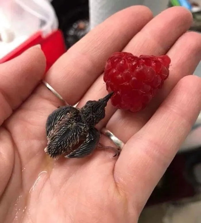 Baby Hummingbird Drinking Juice From A Raspberry