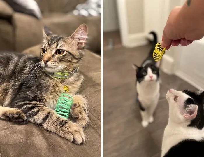 Pounce & Play: <span Style="Font:inherit;color:#d74b1f;"> Spot's Wide Colorful Springs</Span>, The Purrfect Toy For Cats!