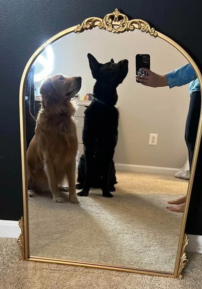 Dogs For Scale
