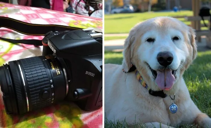Capture Life's Moments With <span Style="Font:inherit;color:#d74b1f;"> The Nikon Camera</Span>: Your Window To Stunning Imagery And Endless Creativity