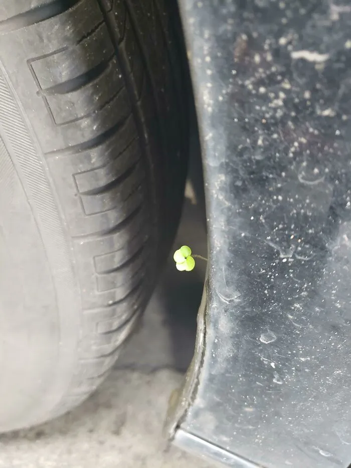 Trébol de cuatro hojas creciendo en la línea del guardabarros