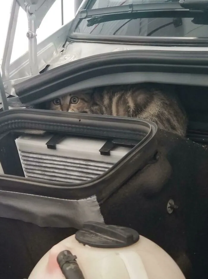 Sus ojos tras un viaje de varios kms hasta que lo encontraron ahí