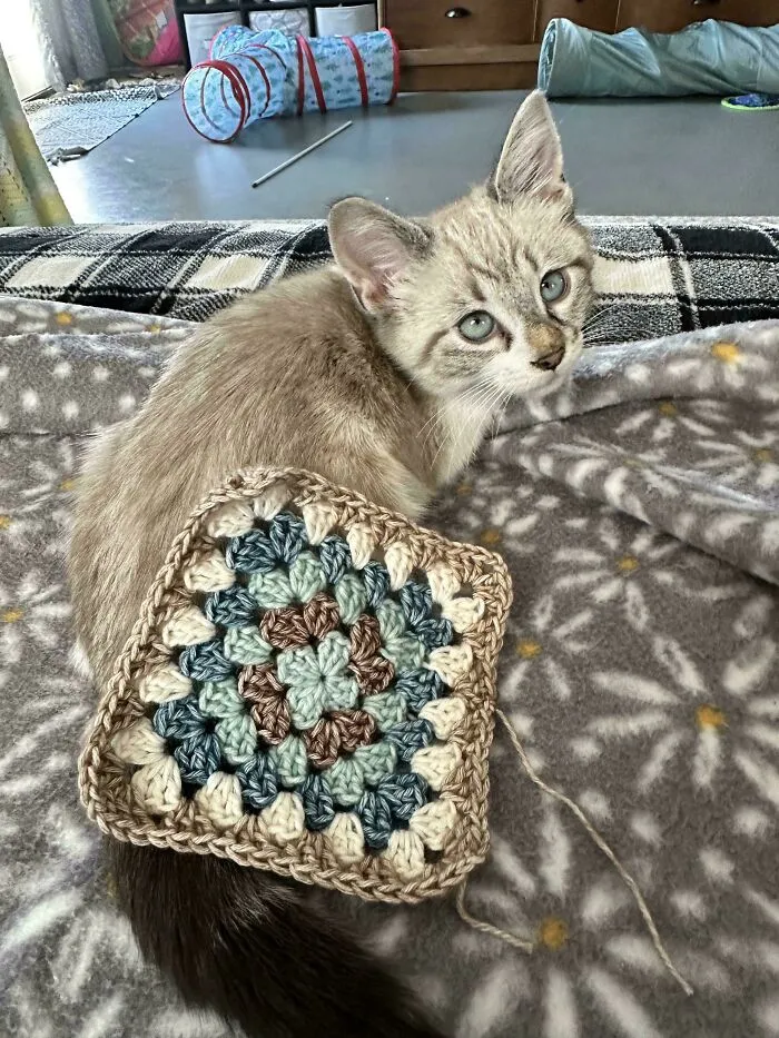 Ever Been Inspired By Your Cats Colors?
