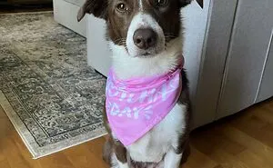 45 Wholesome Pics Of Rescue Pets Who Just Became Someone’s Family Members (April Edition)