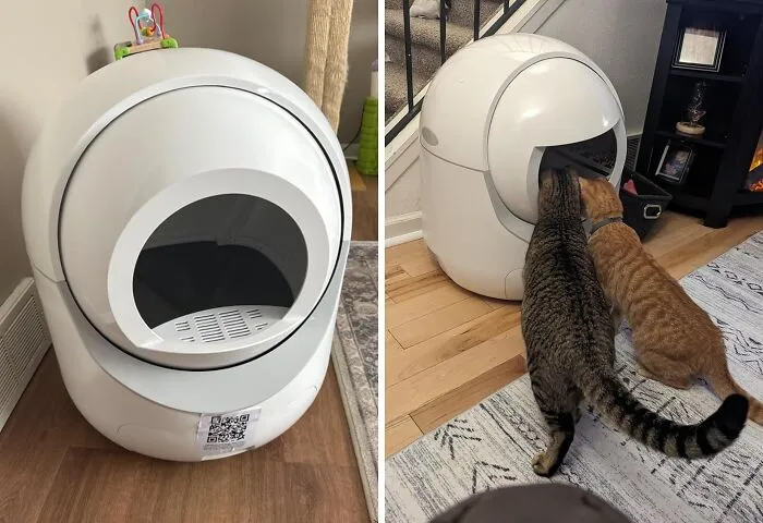 Enhance Your Cat's Comfort With A <span Style="Font:inherit;color:#d74b1f;"> Cat Litter Box</Span>: Your Sanctuary For Purr-Fect Hygiene And Zen