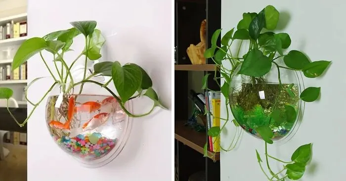 Spruce Up Spaces With This <span Style="Font:inherit;color:#d74b1f;"> Flowerpot</Span> — Where Plants And Fish Can Be Bffs