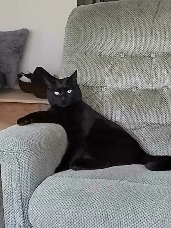 Saw A Post About How Hard It Is For Blacks Cats To Get Adopted. We Are One Week In And I Couldn't Be Happier. Hope Judge Feels The Same
